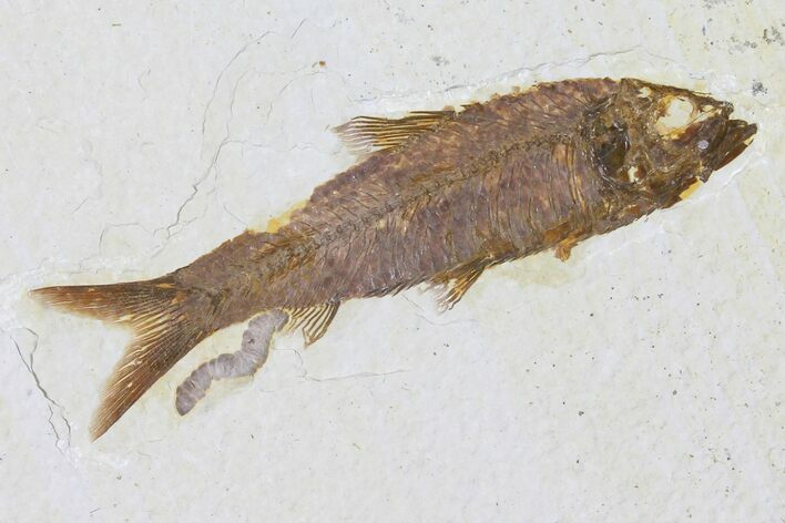 Fossil Fish (Knightia) With Coprolite - Pooping Fish #133942
